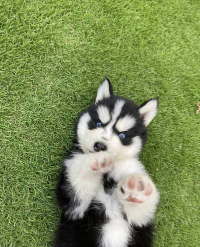 Siberian husky puppies/German Shepherd puppies 0313*9363417