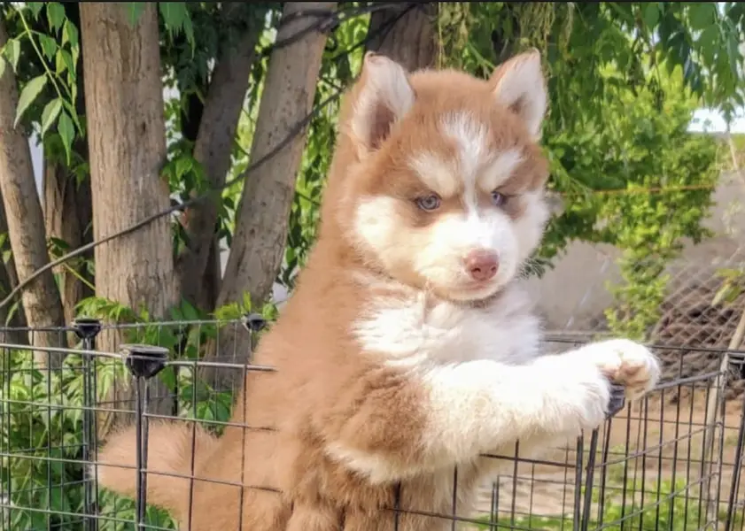 Siberian husky puppies/German Shepherd puppies 0313*9363417 — photo 2