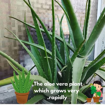 Alo vara 3-pice good variety plants.