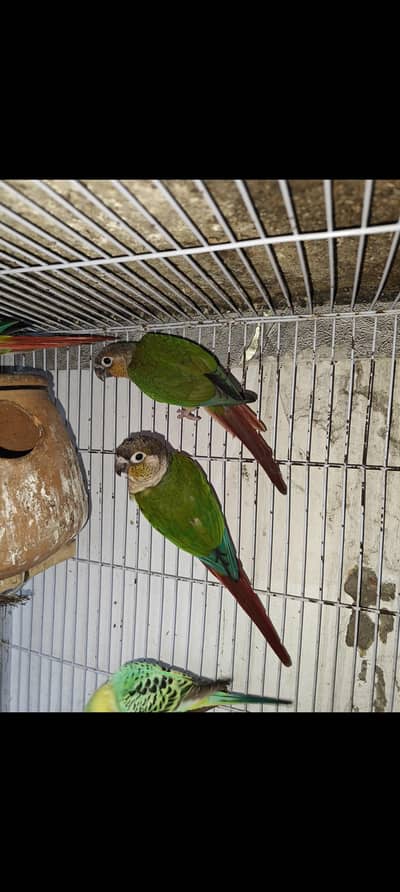 Conure with Cheek