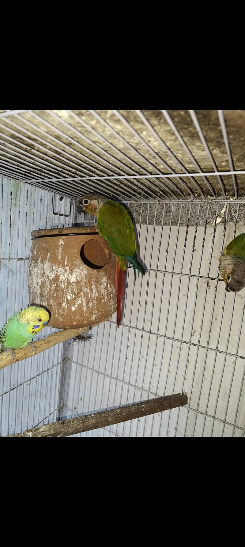 Conure with Cheek — photo 2