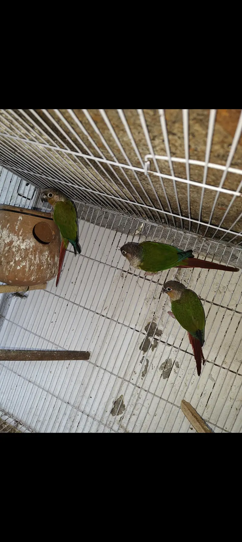 Conure with Cheek — photo 3