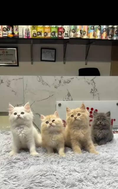 cash on delivery Persian Punch face triple coat cat Kitten