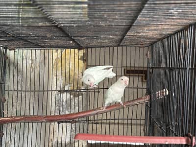 Albino red eye pair for sale 0-33-0531-28-34
