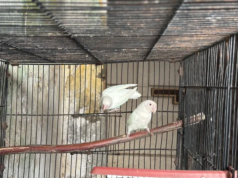Albino red eye pair for sale 0-33-0531-28-34 — photo 2