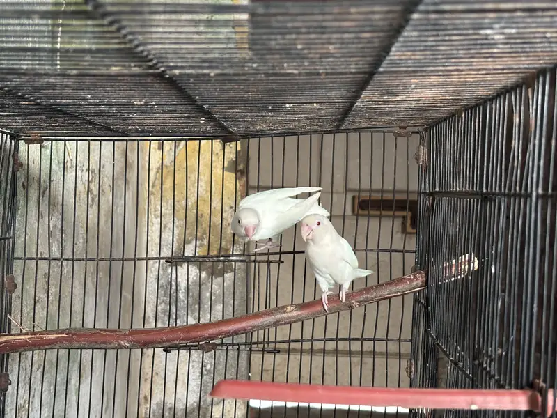 Albino red eye pair for sale 0-33-0531-28-34 — photo 3