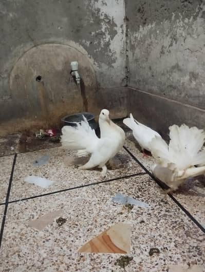 fantails pigeon for sale