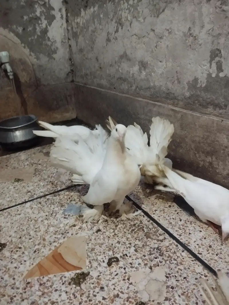 fantails pigeon for sale — photo 2