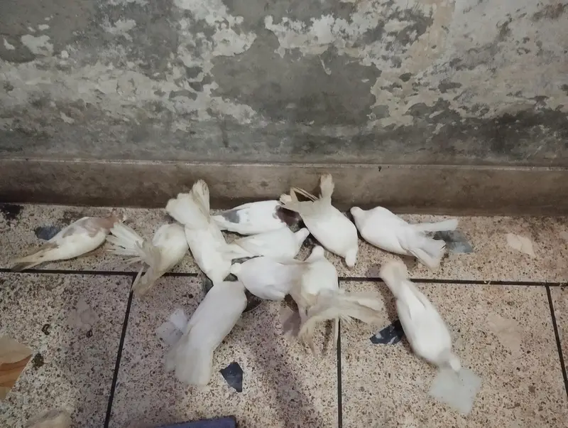 fantails pigeon for sale — photo 3