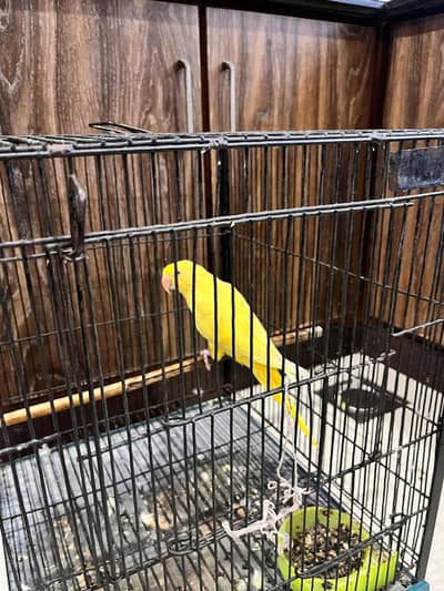 Yellow Parrot for Sale