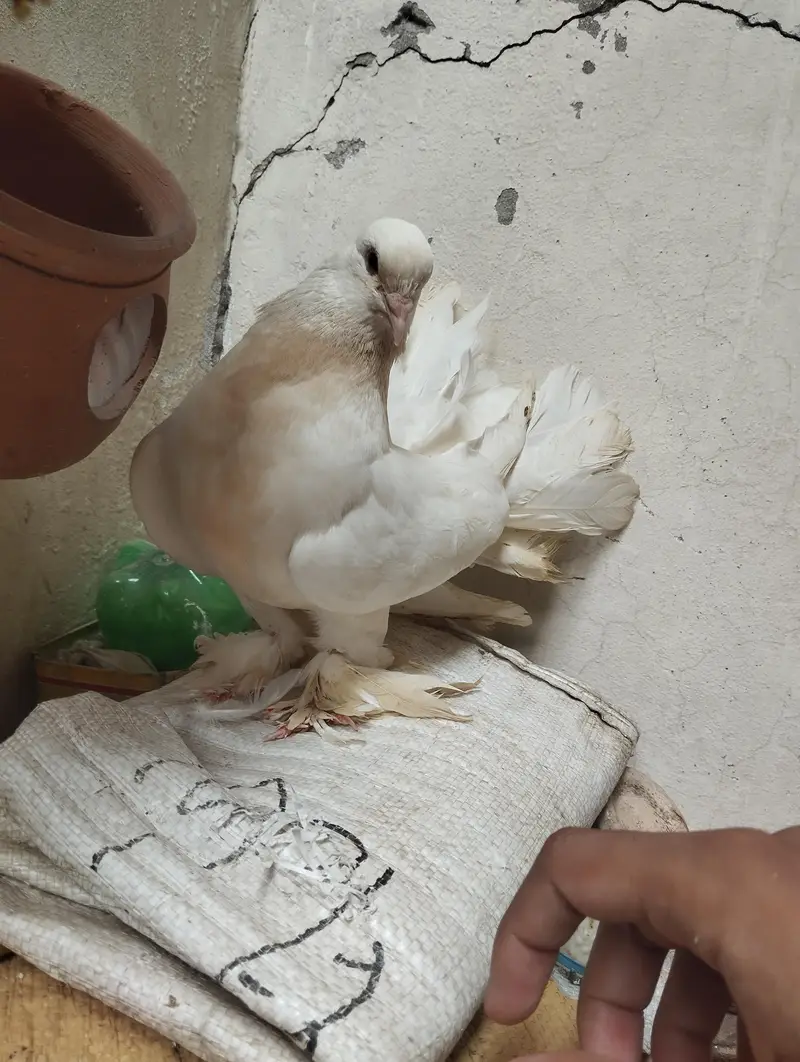 fantails pigeon for sale — photo 4