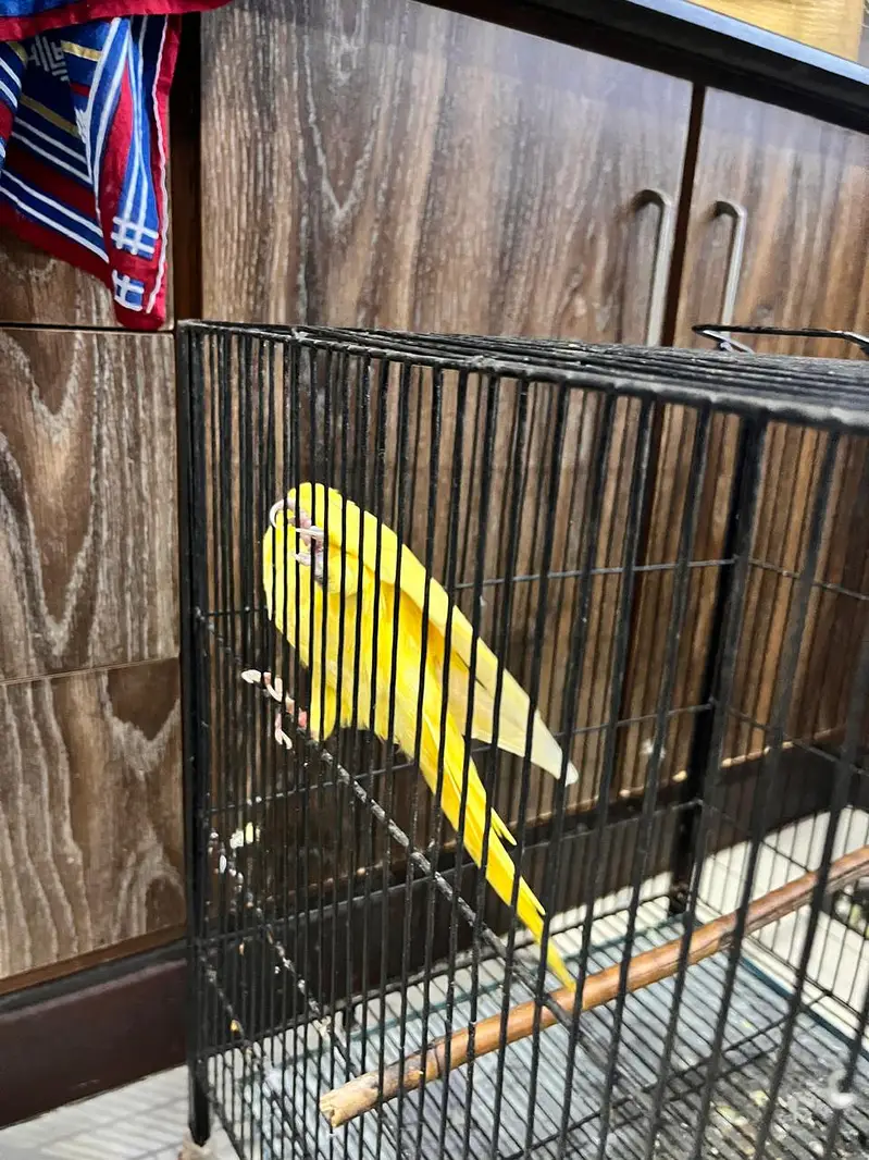 Yellow Parrot for Sale — photo 2