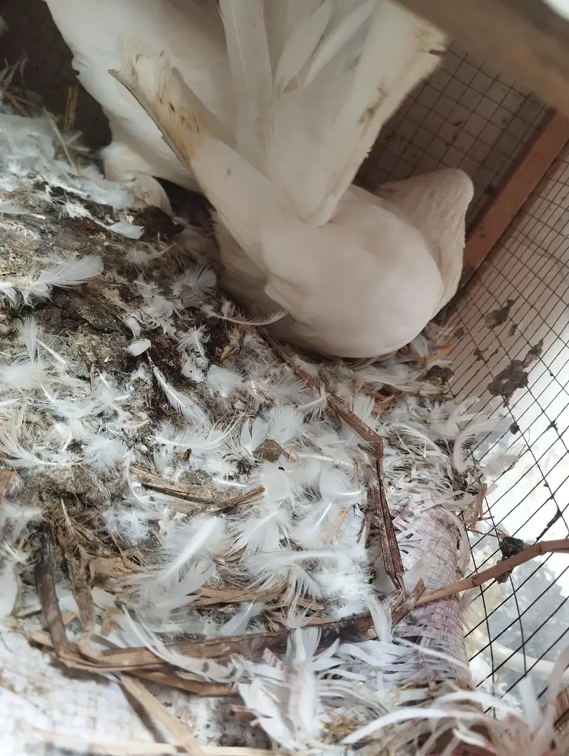 fantails pigeon for sale — photo 5
