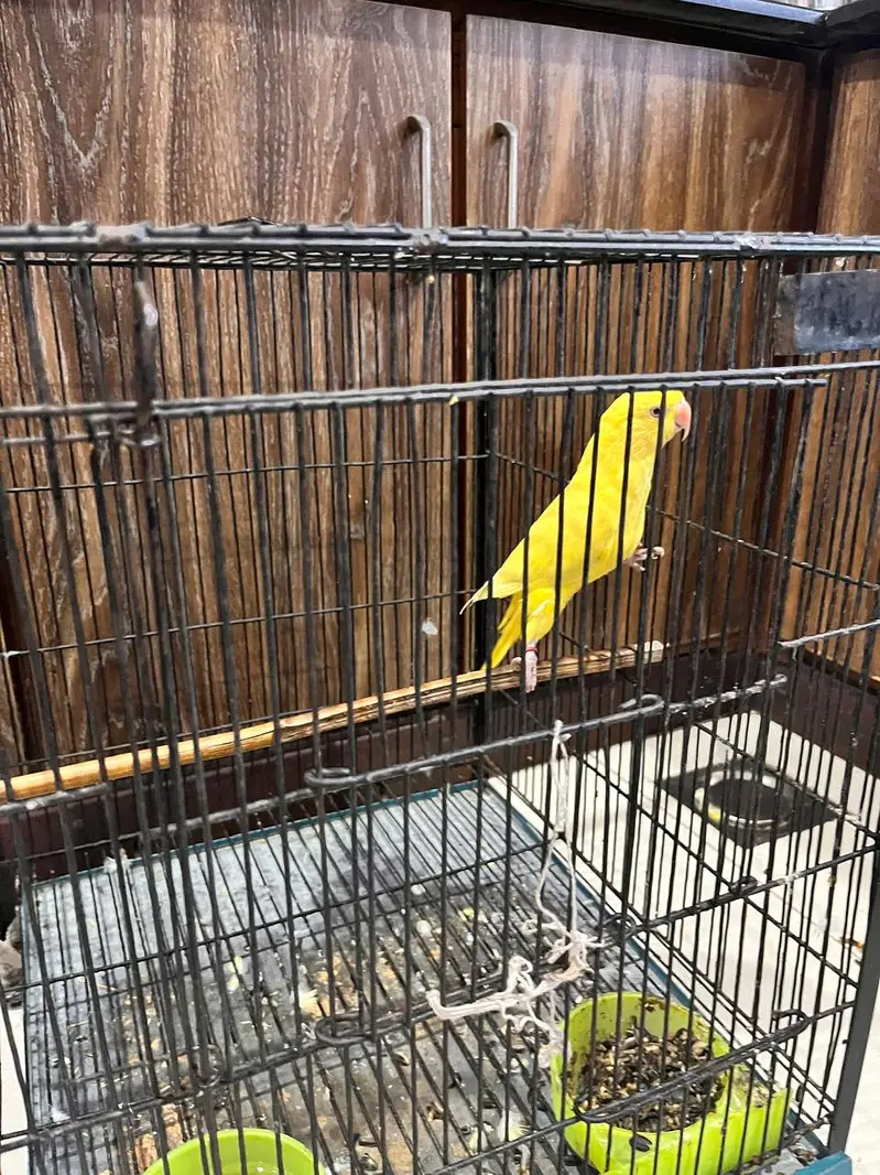 Yellow Parrot for Sale — photo 3