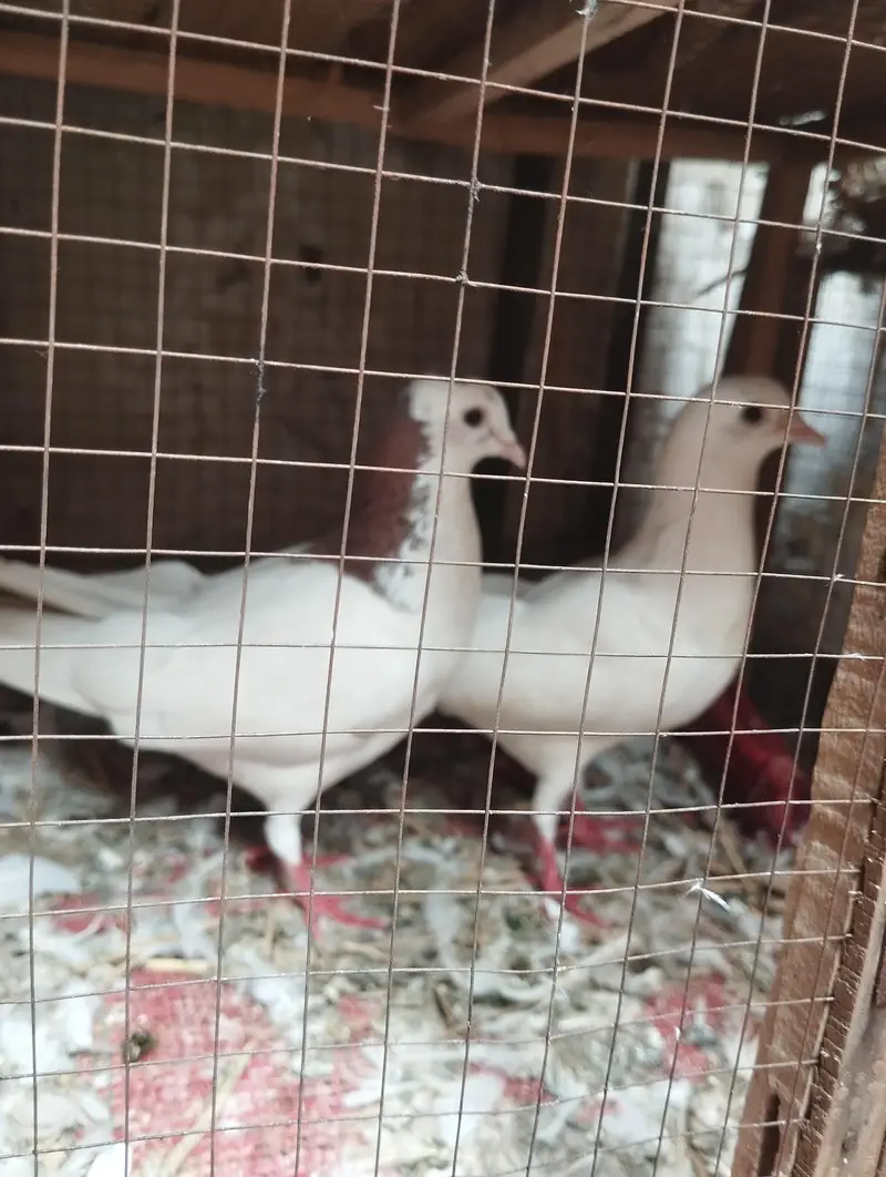 fantails pigeon for sale — photo 6