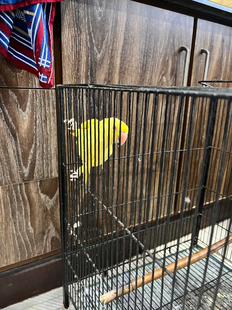 Yellow Parrot for Sale — photo 4