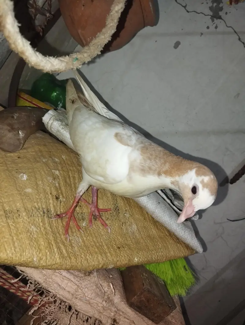 fantails pigeon for sale — photo 7