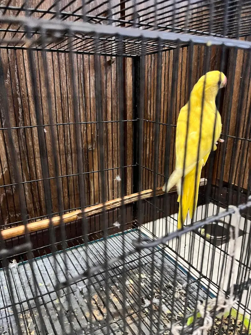 Yellow Parrot for Sale — photo 5