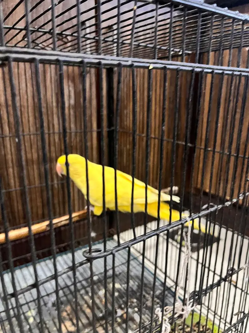 Yellow Parrot for Sale — photo 6