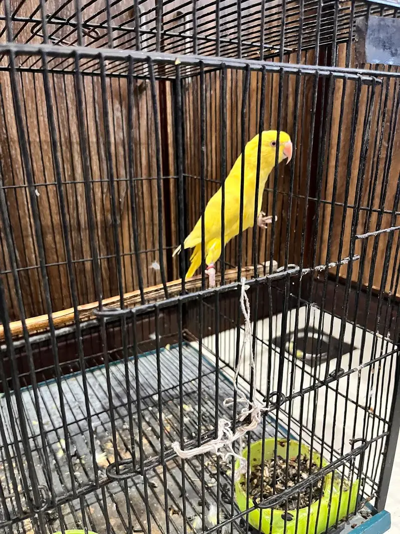 Yellow Parrot for Sale — photo 7