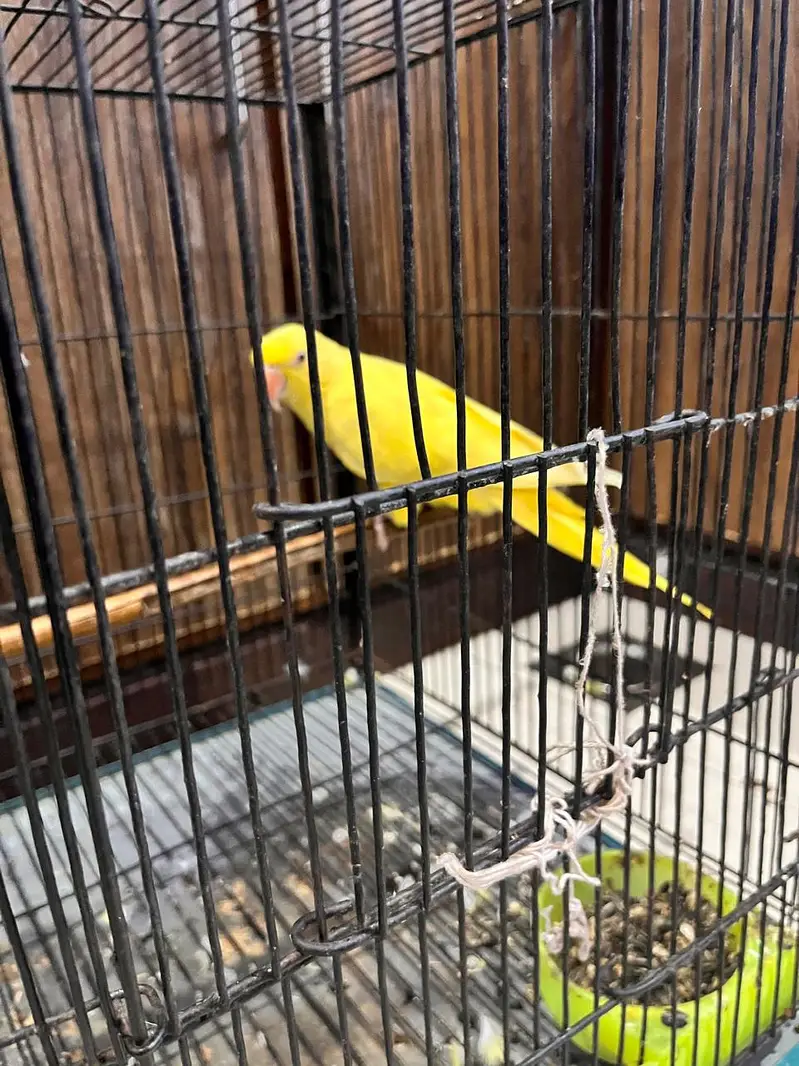 Yellow Parrot for Sale — photo 8