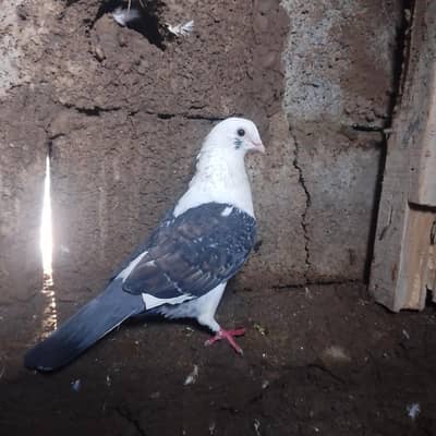 3 pegions for sale sentient only serious buyer