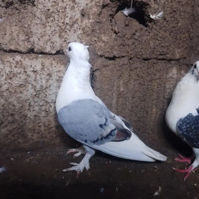 3 pegions for sale sentient only serious buyer — photo 3