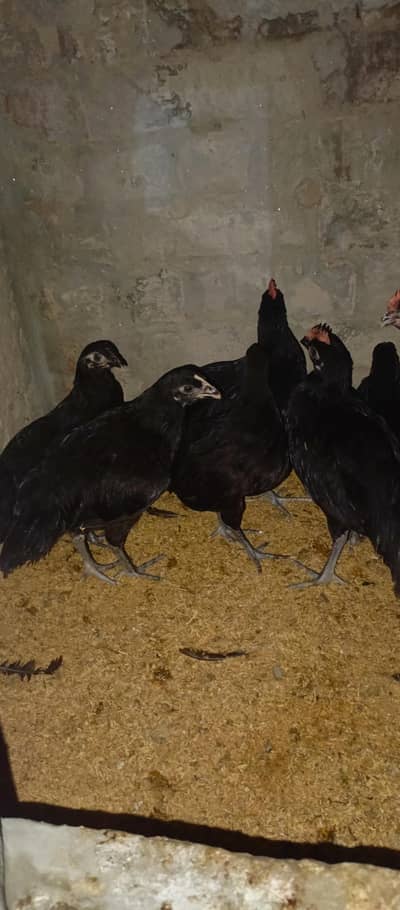 australorp