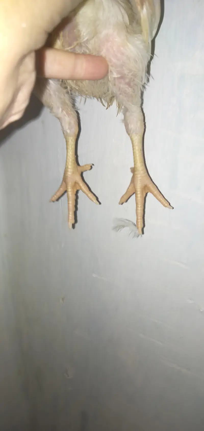 Mashallah paper white heera pair — photo 4