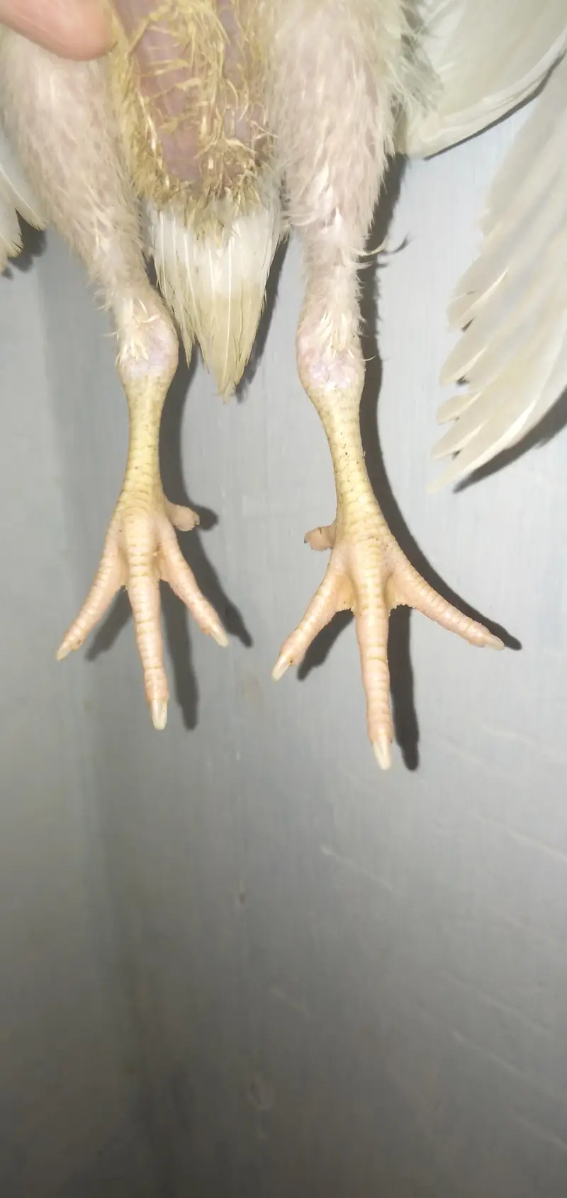 Mashallah paper white heera pair — photo 5