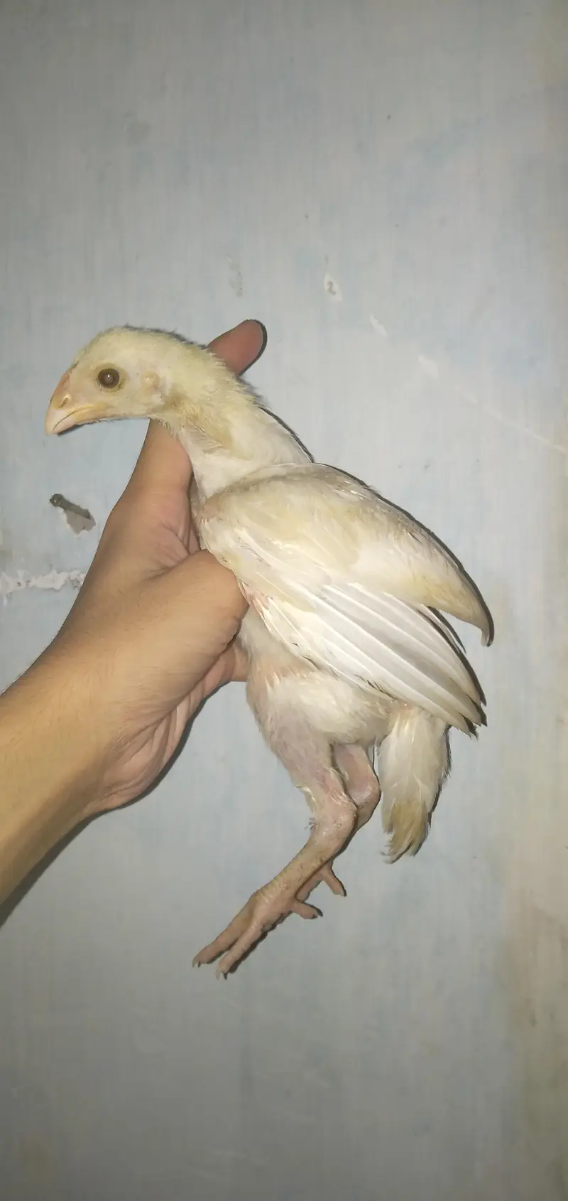 Mashallah paper white heera pair — photo 6