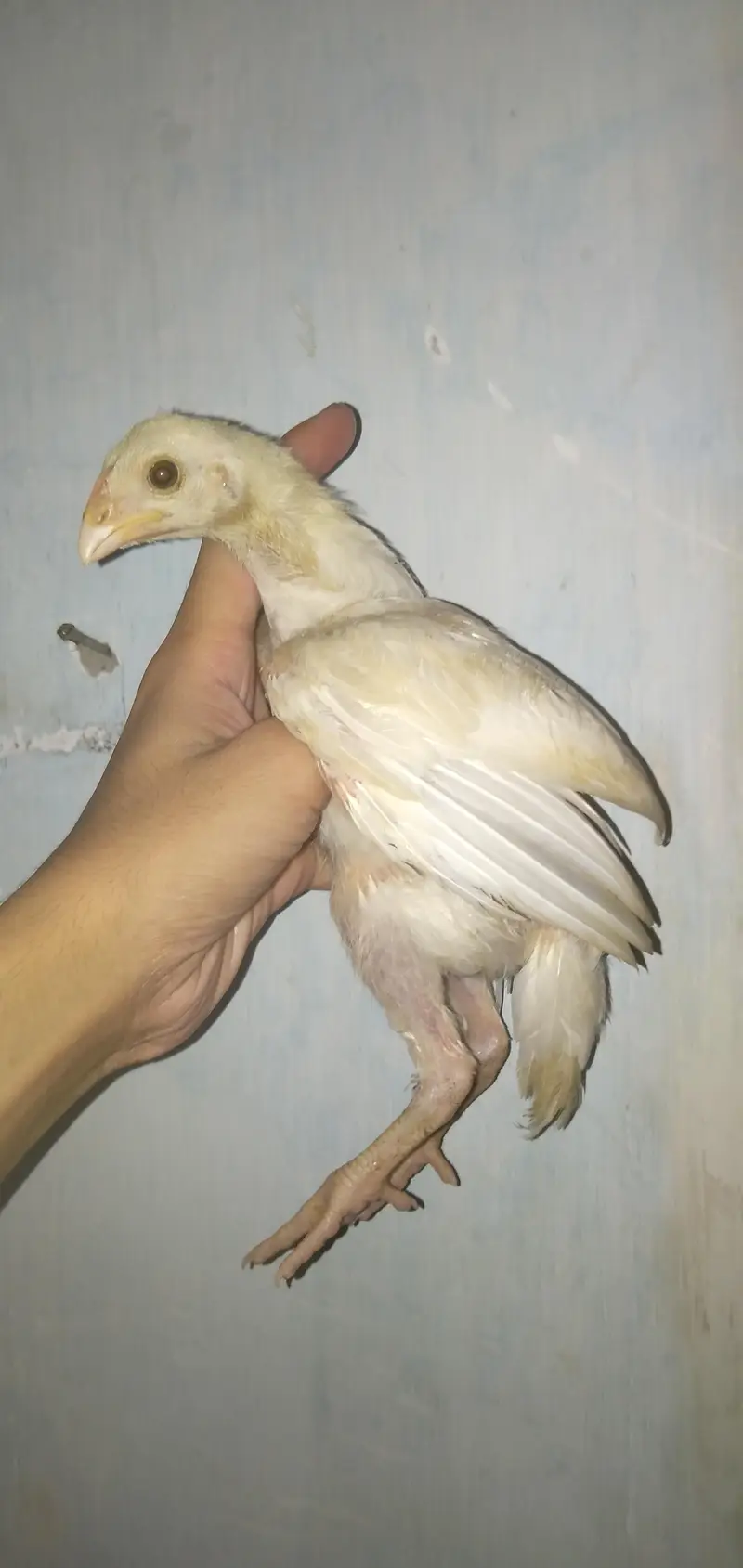 Mashallah paper white heera pair — photo 8