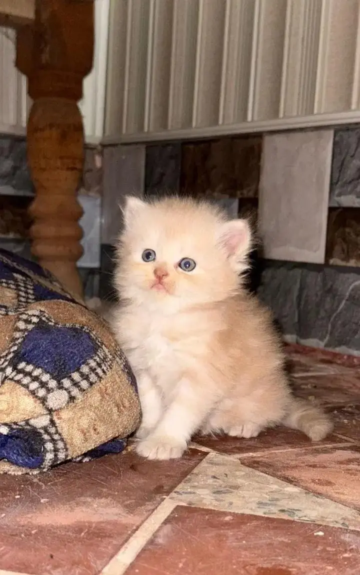 cash on delivery available Persian Punch face triple coat cat Kitten — photo 2