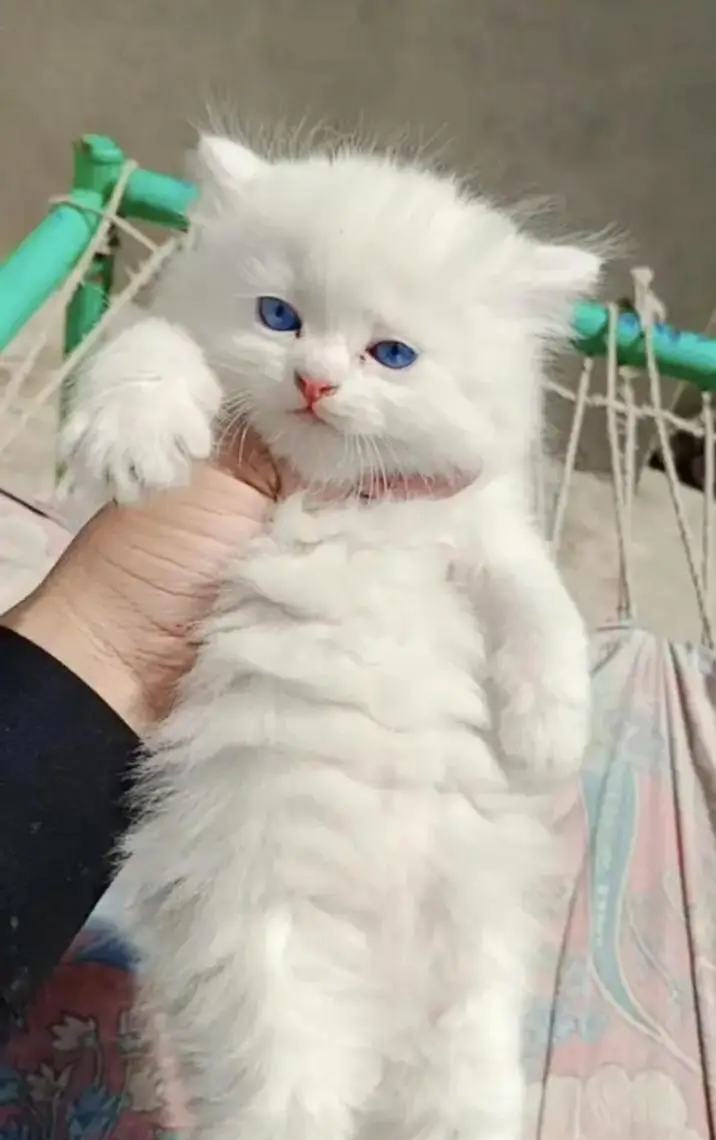 cash on delivery available Persian Punch face triple coat cat Kitten — photo 3