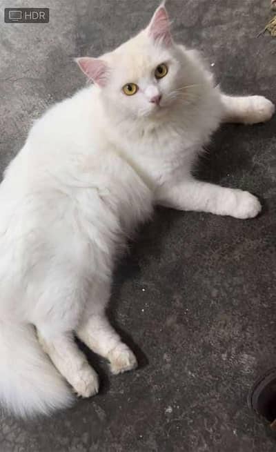 white snowfield Persian mano