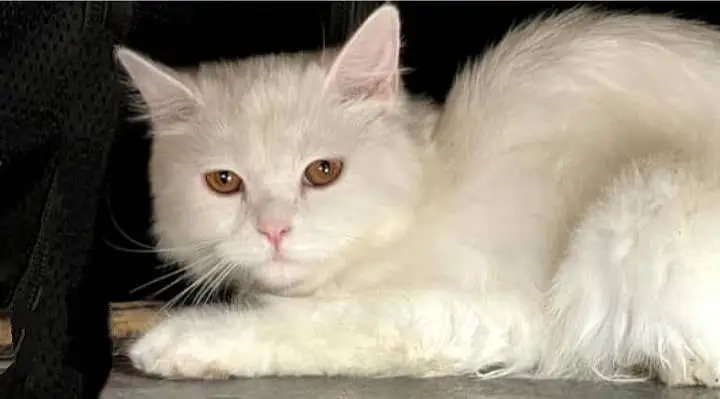 white snowfield Persian mano — photo 2