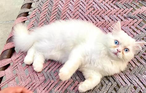 Persian Tripple coat extra fluffy female kitten