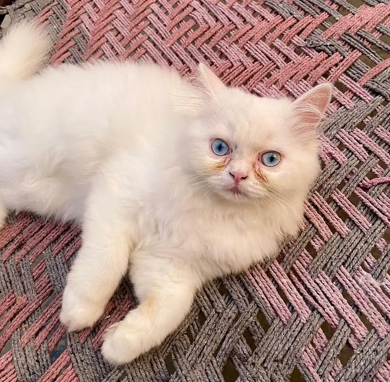 Persian Tripple coat extra fluffy female kitten — photo 2