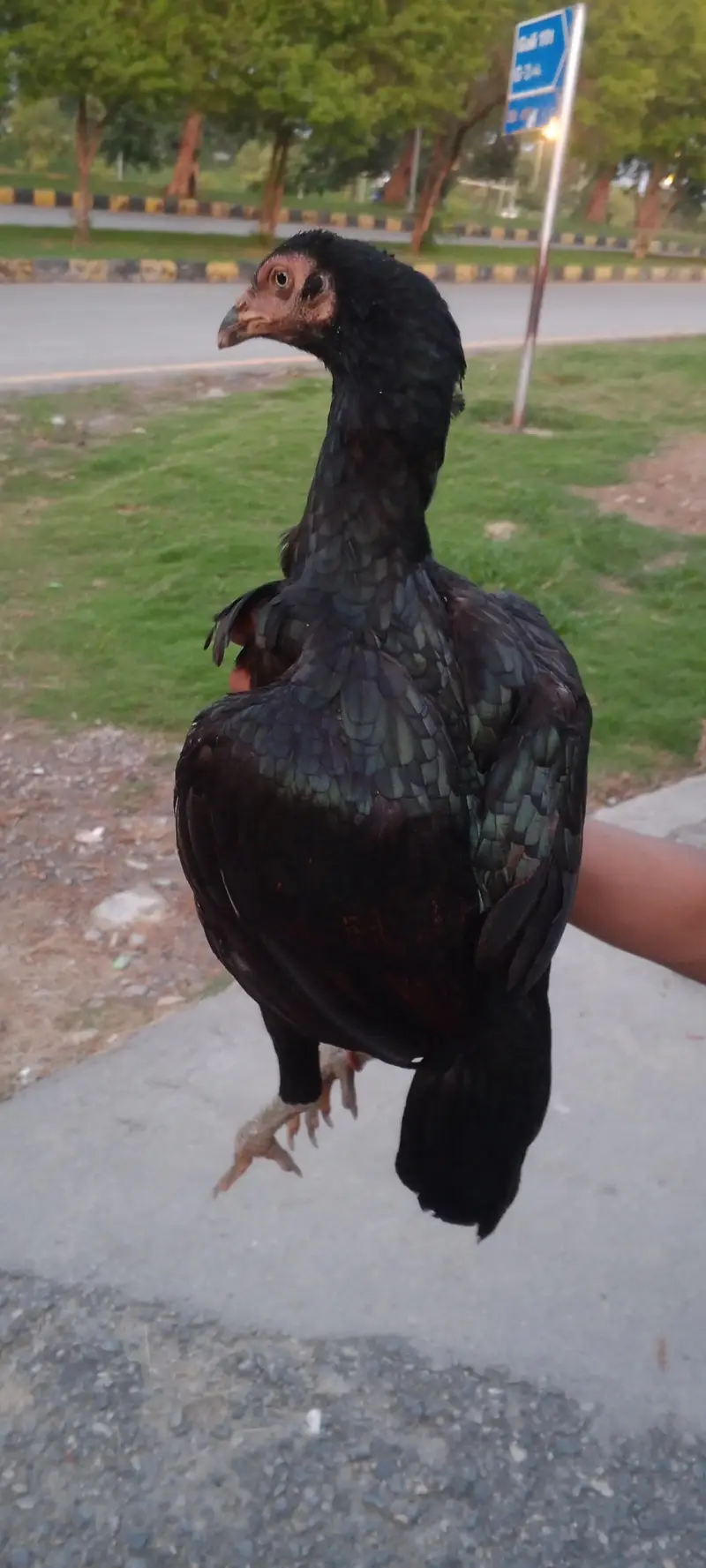 aseel Madi for sale — photo 3
