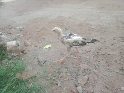 aseel chicks & Eggs