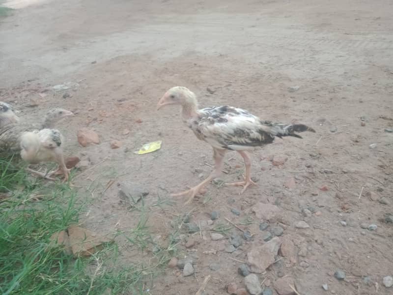 aseel chicks & Eggs 0