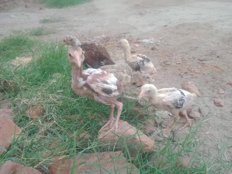 aseel chicks & Eggs 1