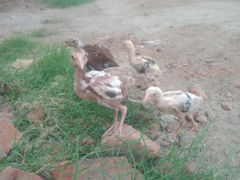 aseel chicks & Eggs — photo 2