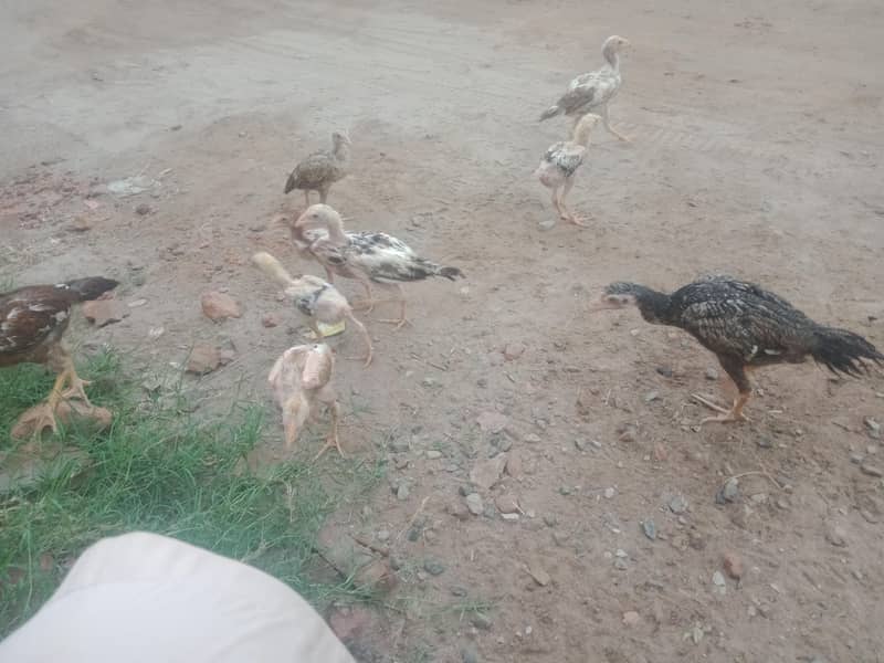 aseel chicks & Eggs 2