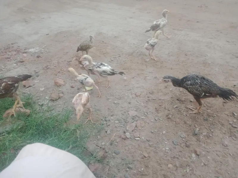 aseel chicks & Eggs — photo 3