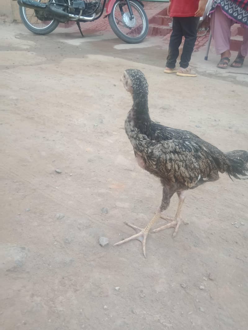 aseel chicks & Eggs 4