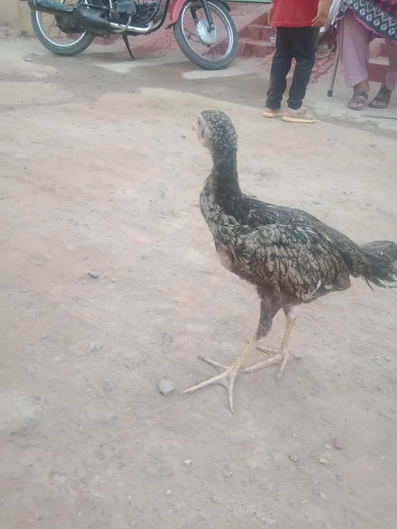 aseel chicks & Eggs — photo 5