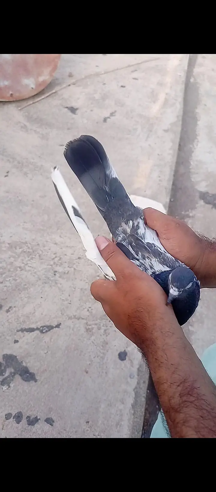 out class joda hai 2 ande hain in k — photo 3