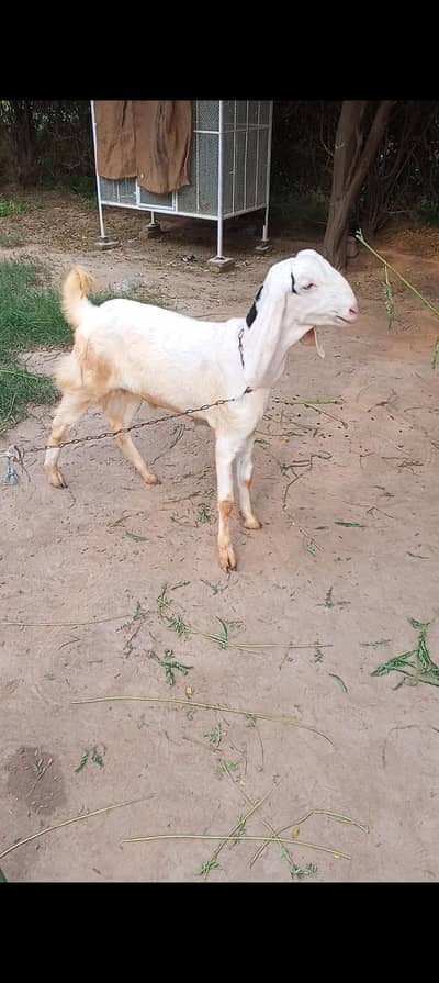 Donda khasi Bakra