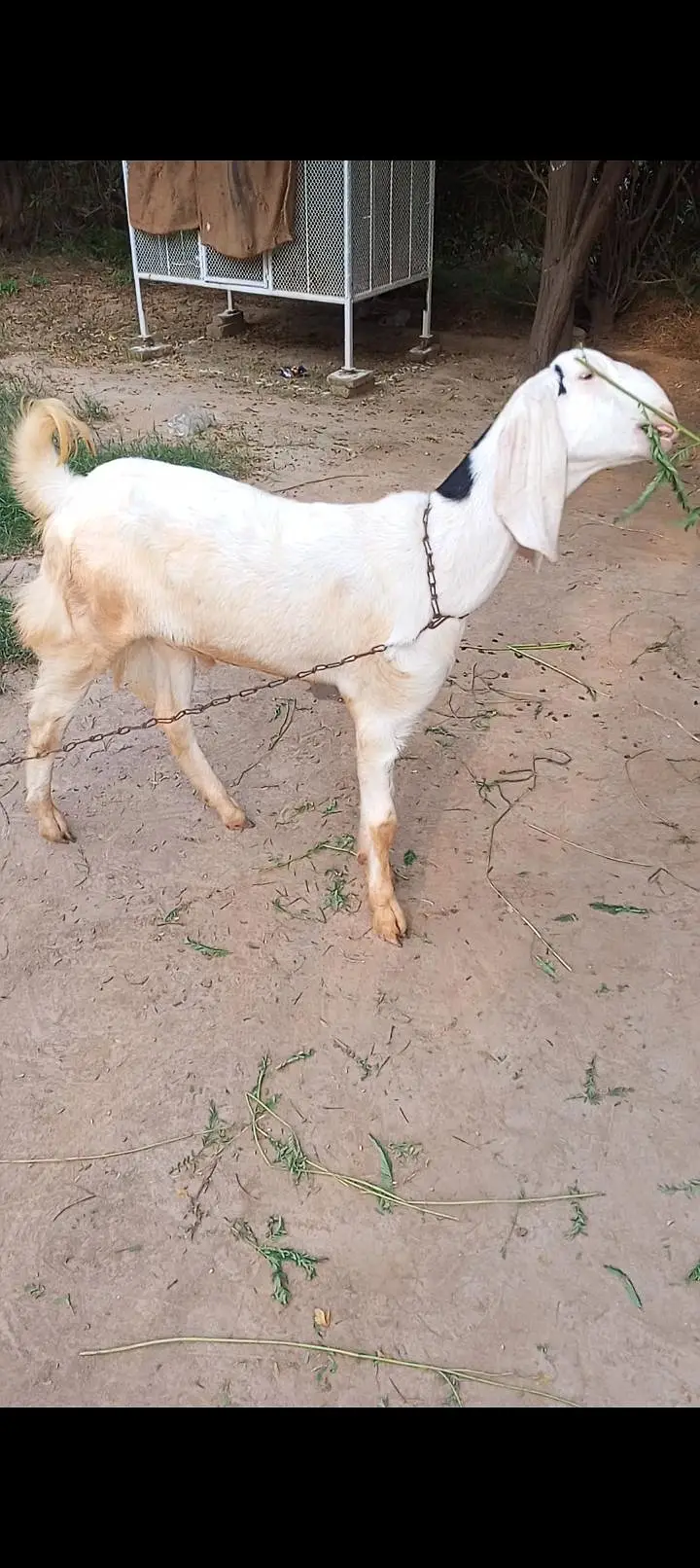 Donda khasi Bakra — photo 2